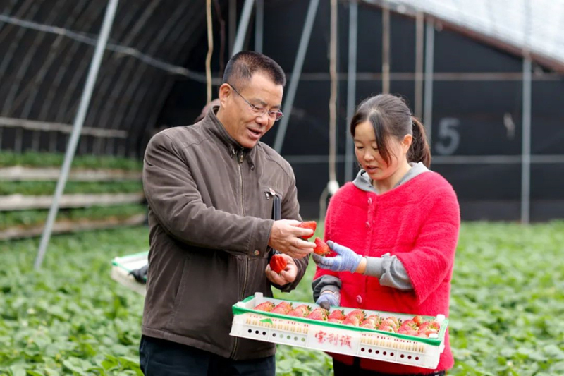 駐二道河村第一書記馬長忠（左）到村辦草莓大棚了解情況。