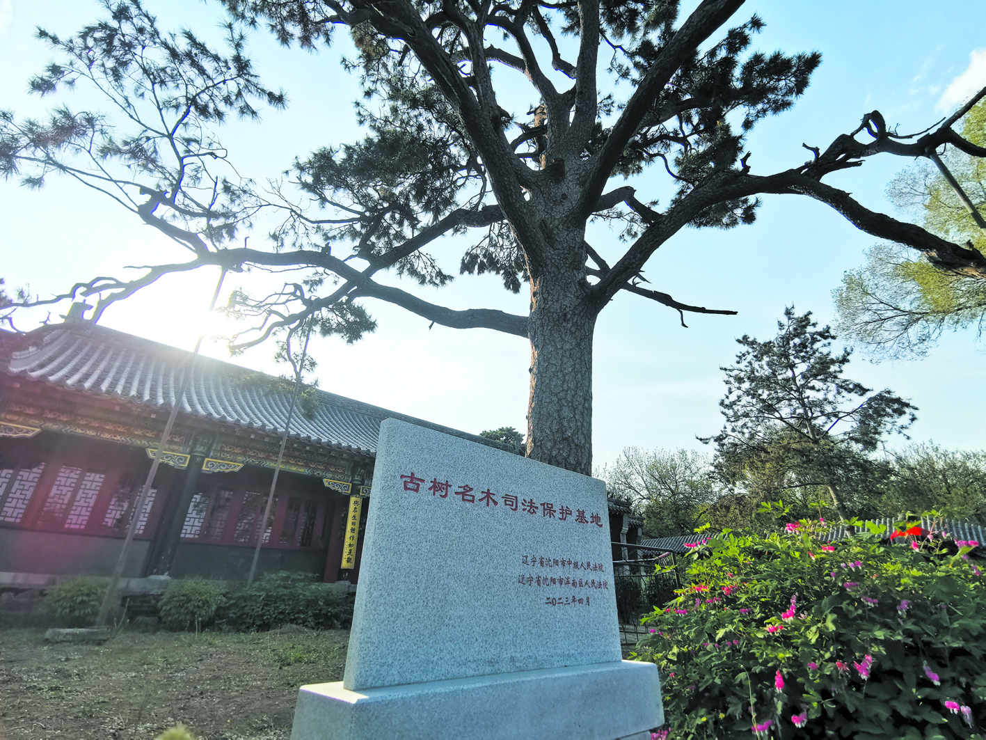 “古樹名木司法保護(hù)基地”石碑立在古松邊,。