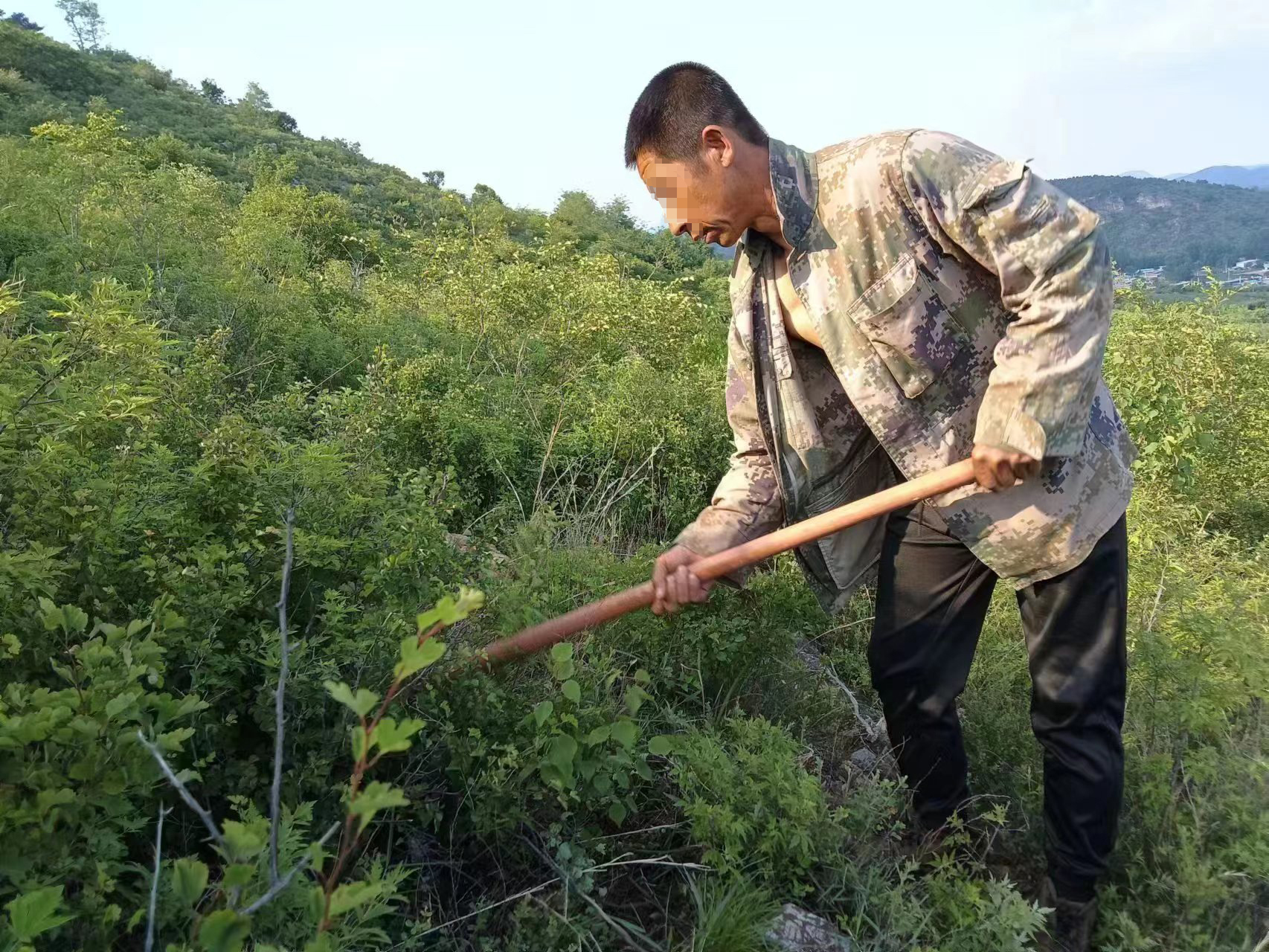 圖為崔某正在打理修復(fù)的山林地,。（人物面部打碼）